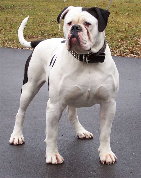 American Bulldog Boxer Mix Puppies Picture - Dog Breeders Guide