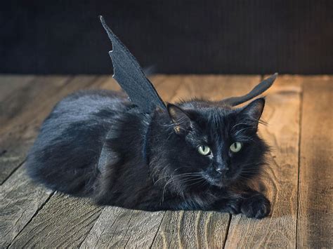 Halloween Pet Costume: Black Bat | HGTV