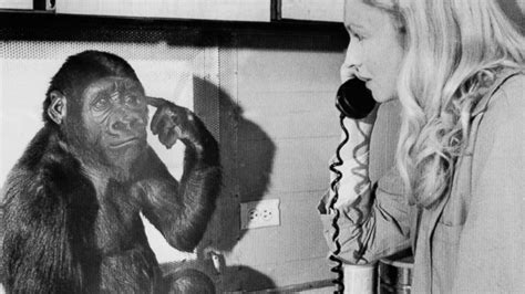 Koko the gorilla dies: 'She taught me so much,' trainer says - ABC News