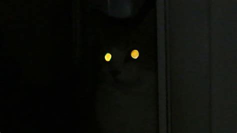 Glowing Cat Eyes - YouTube