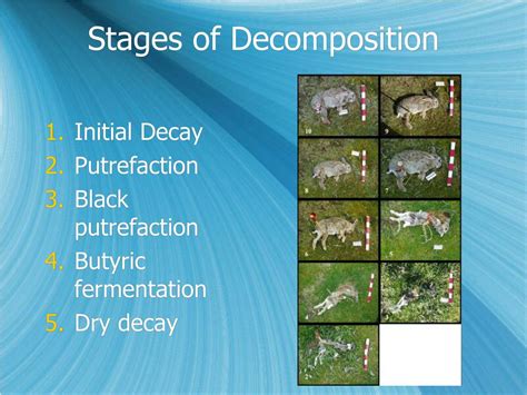 Stages Of Human Decomposition Worksheet - Printable Word Searches