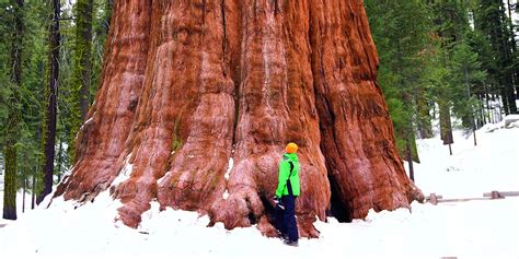 Giant Sequoia | Save the Redwoods League