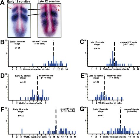 Control of her1 expression during zebrafish somitogenesis by a Delta-dependent oscillator and an ...