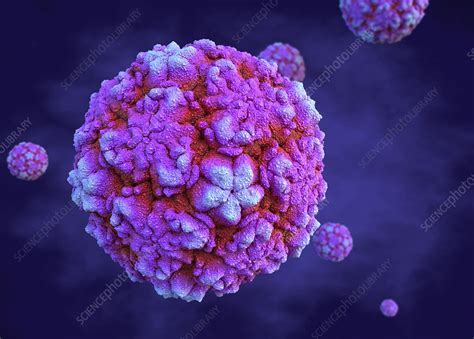 Rhinoviruses, illustration - Stock Image - F028/1779 - Science Photo Library