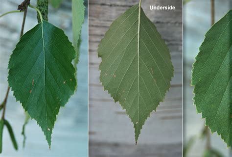 Betula papyrifera | Landscape Plants | Oregon State University