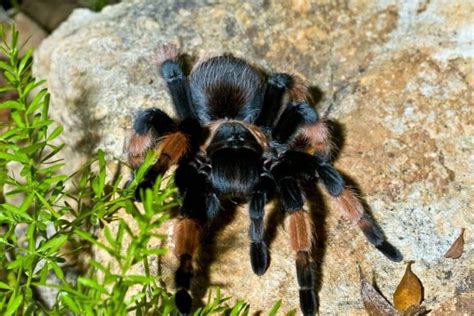 14 Most Fascinating Pet Tarantula Breeds You May Love To Care For