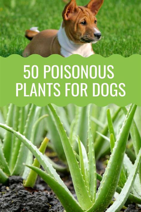 50 Poisonous Plants For Dogs - Barking Royalty | Plants poisonous to dogs, Plants toxic to dogs ...