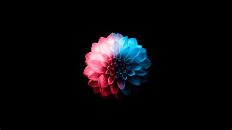 1920x1080 Flower Oled Dark 5k Laptop Full HD 1080P ,HD 4k Wallpapers ...