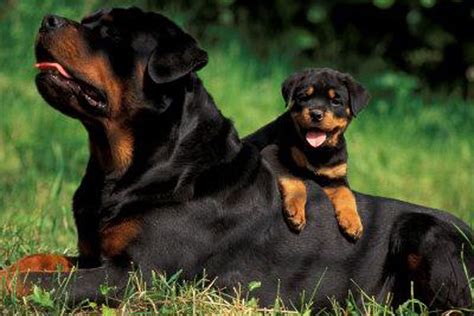 Miniature Rottweiler Puppies Picture - Dog Breeders Guide