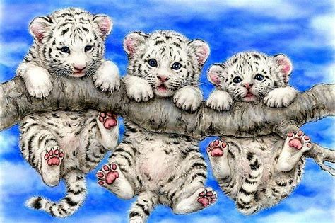 White Tiger Cubs Wallpaper In Snow