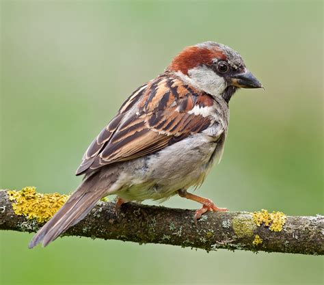 House sparrow | Urban, Passer Domesticus, Invasive Species | Britannica