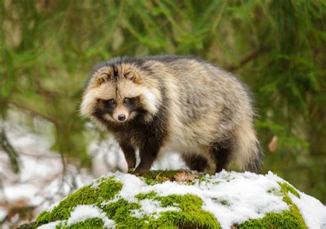 What Is a Tanuki? 8 Surprising Tanuki Facts | Japanese raccoon dog ...