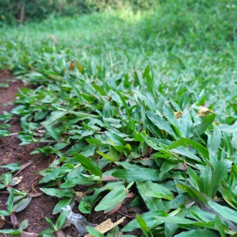 RUMPUT YANG COCOK UNTUK TAMAN RUMAH / PERKANTORAN / TAMAN BERMAIN