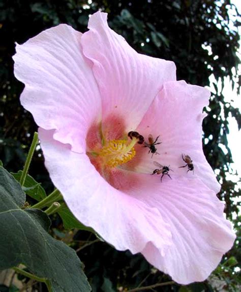 Confederate Rose or Cotton Rosemallow, HIBISCUS MUTABILIS