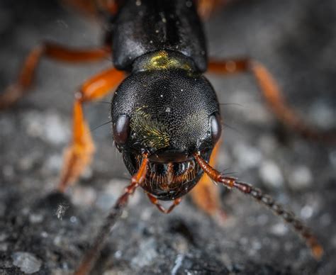 Macro Shot Photography of Insect Head · Free Stock Photo