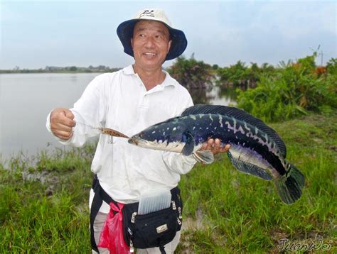 Giant Snakehead Fishing in Rawang - Sport Fishing Asia