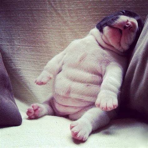 142 Puppies That Can Sleep Anywhere And Anytime | Bored Panda