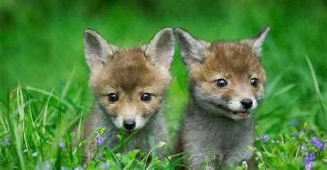 What’s a Baby Fox Called & 4 More Amazing Facts! - A-Z Animals