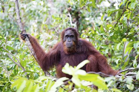 Orang-utan stock photo. Image of fauna, child, orang - 78899032