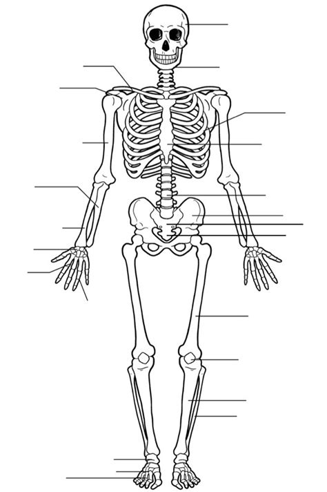 Bone Quiz (all 23 bones) Diagram | Quizlet