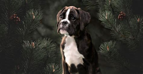 Boxer Colors | Boxer Coat Colors, Markings & Pictures