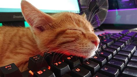 an orange tabby cat sleeping on top of a computer keyboard with its eyes closed