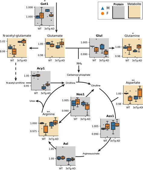 Interaction effects in the Arginine biosynthesis pathway. Measured... | Download Scientific Diagram