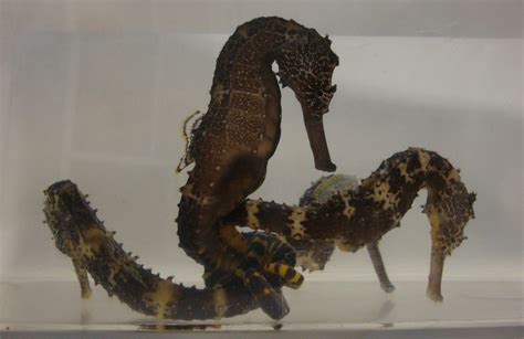 Seahorse genome reveals why the males give birth | WIRED UK