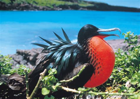 galapagos islands animals and plants facts Galapagos tortoise facts