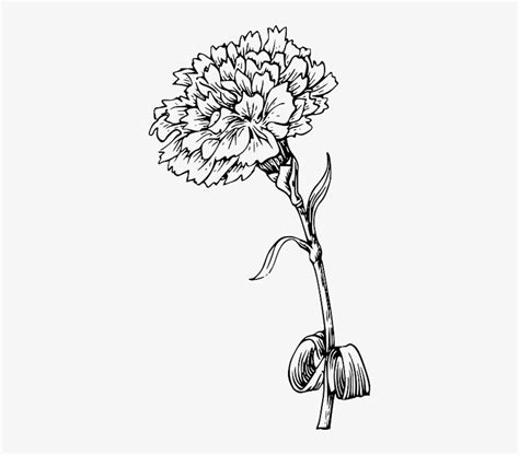 Flower Outline Png - Marigold Flower Black And White - Free Transparent PNG Download - PNGkey