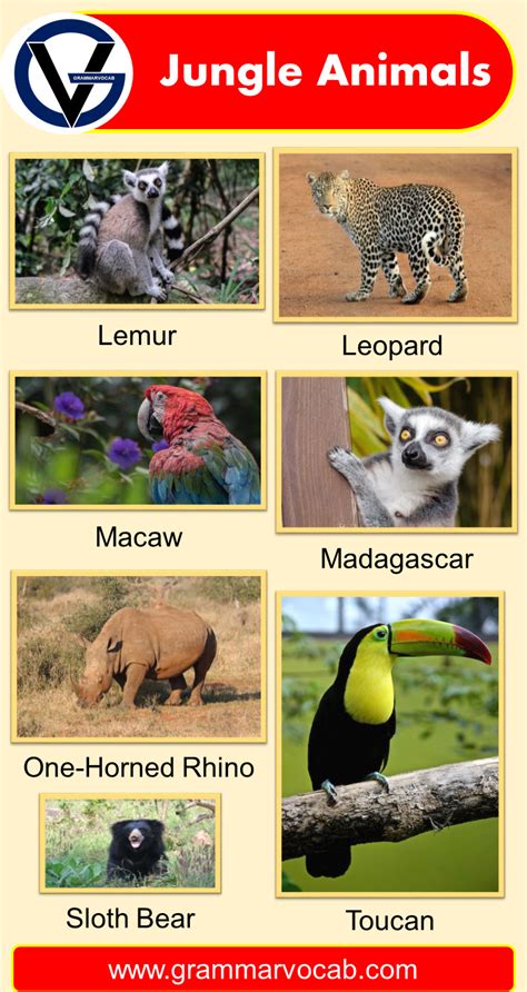 List of Jungle Animals Names | Pictures - GrammarVocab