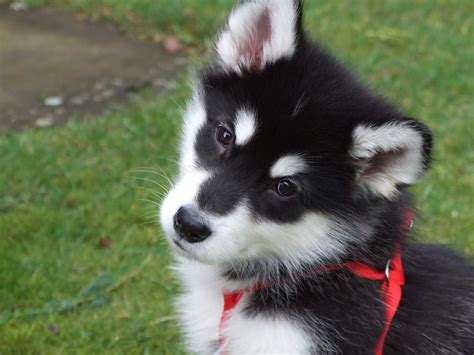 Alaskan Malamute puppy!