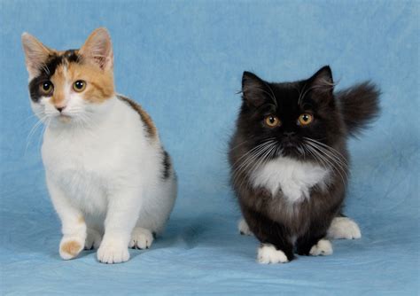 Do Munchkin Cats Have Health Problems? - Munchkin Cat Guide