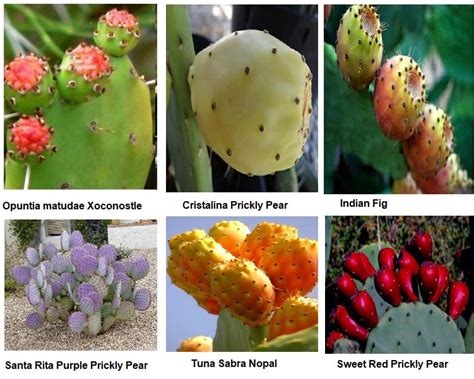 13 Edible Prickly Pear Varieties and Taste Profile | luv2garden.com