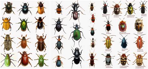 Arizona: Beetles, Bugs, Birds and more: Low-tech beetle photography with great results