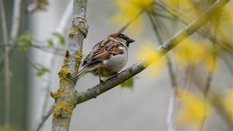 Sparrow Identification: Learn Streaked Sparrow ID