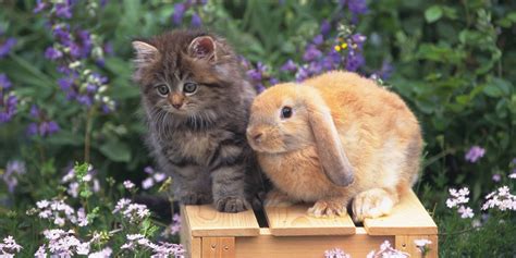 Cats and Bunnies Are Our New Favorite BFFs | HuffPost