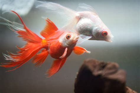 360+ Goldfish Breeding Stock Photos, Pictures & Royalty-Free Images - iStock