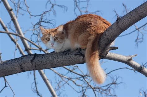 Free Photo | Cat on a tree