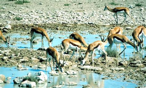 Thomson's Gazelle - Facts, Diet & Habitat Information