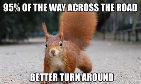 Crazy Squirrel Meme