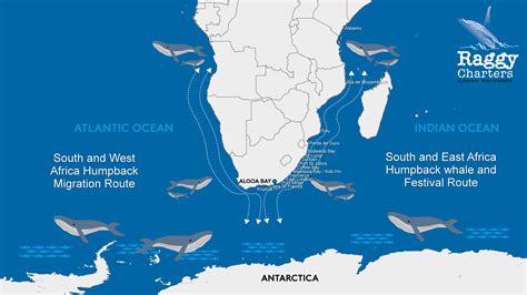 Whale Migration - Knysna to Kenya