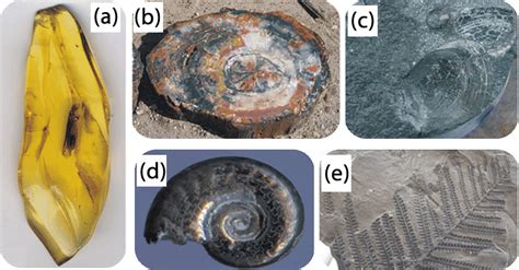 Types of Fossilization ( Read ) | Earth Science | CK-12 Foundation