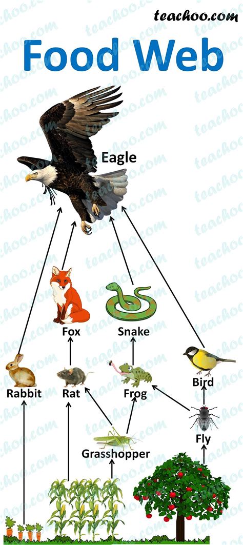 Food Chain and Food Web - Meaning, Diagrams, Examples - Teachoo 7th Grade Science, High School ...