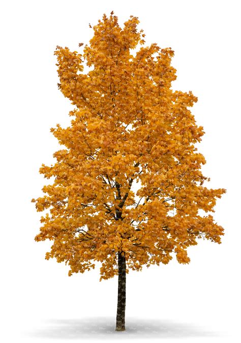 big maple tree in autumn with orange leaves - VIShopper