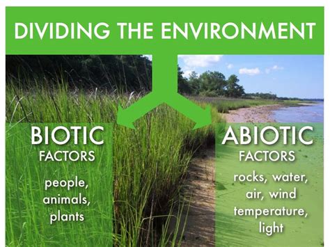 17 best images about Abiotic biotic factors on Pinterest | Activities, Examples and Food chains