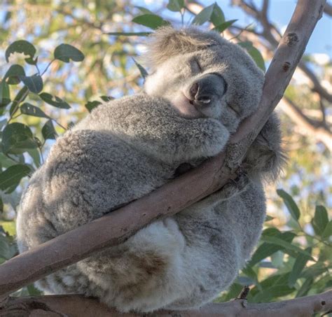 Koalas and resilient habitat around Sutherland Shire - Sutherland Shire Environment Centre