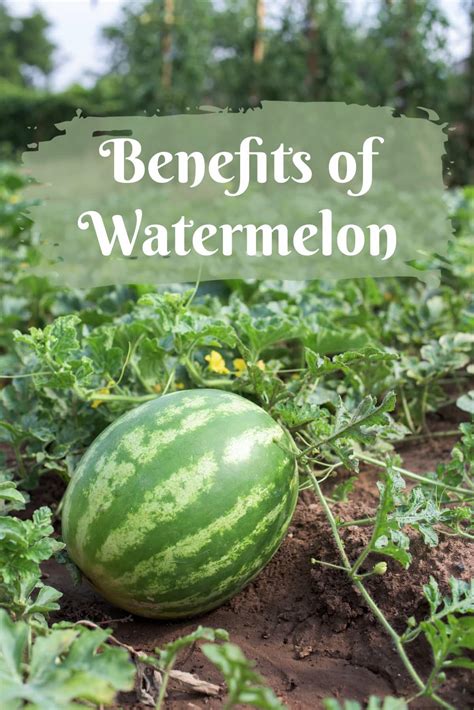 Benefits of Watermelon - Healthier Steps