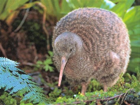 New Zealand’s Endangered Kiwi Bird | rmagibess