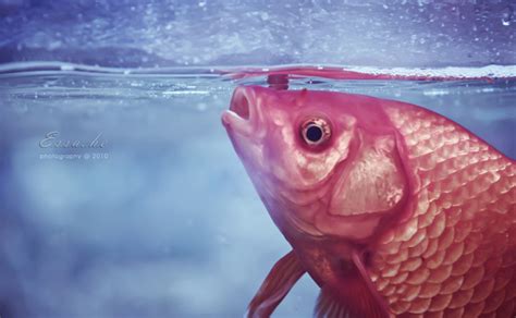 50 Fish Photographs | Incredible Snaps